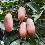 Dacryodes edulis Fruit