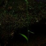 Benthamia herminioides Hábito