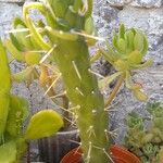 Tephrocactus verschaffeltii Rinde