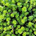 Sedum ternatum পাতা