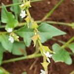 Oxygonum sinuatum ഫലം