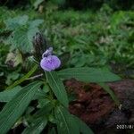 Rungia repens Flower