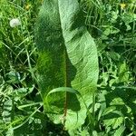 Rumex obtusifolius Levél