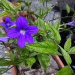 Browallia speciosa Floare