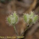 Torilis leptophylla Fruit