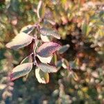 Spiraea trilobata Leaf