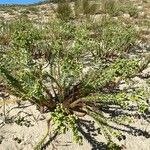 Euphorbia paralias Hábitos