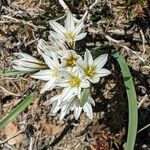 Nothoscordum bivalve Hoja