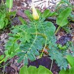 Tribulus cistoides Blatt