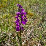 Anacamptis palustris Flor