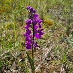 Anacamptis palustris Floare