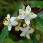 Asterolasia correifolia 花