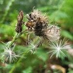 Cirsium palustre Owoc