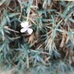 Dianthus pyrenaicus Blüte