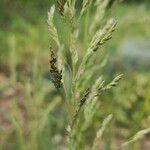 Poa trivialis 花