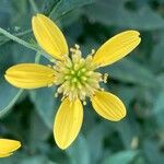 Verbesina alternifolia Flower