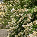 Abelia × grandiflora Buveinė