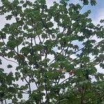 Cecropia schreberiana Hoja