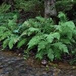 Athyrium filix-femina 整株植物