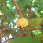 Eugenia uniflora Fruit