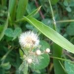Conyza bonariensis 果