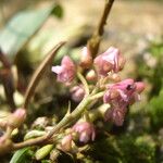 Polystachya concreta Flower