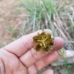 Fritillaria pinetorum പുഷ്പം