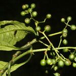 Psychotria panamensis Плід