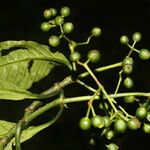 Psychotria panamensis Плод