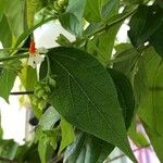 Nyctanthes arbor-tristis Virág
