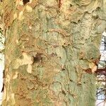 Vachellia xanthophloea Bark