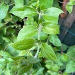 Lonicera japonica 葉
