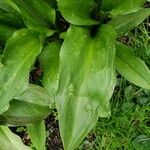 Erythronium americanum List