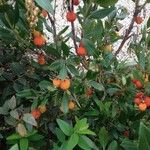 Arbutus unedo Плід