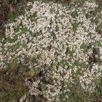 Helichrysum praecurrens Hábito