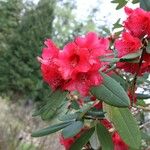 Rhododendron neriiflorum Kvet