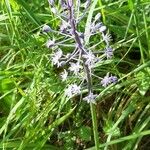 Nectaroscilla hyacinthoides Bloem