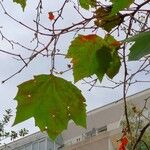 Platanus × hispanica Mill. ex Münchh.Leaf