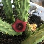 Huernia schneideriana Lorea