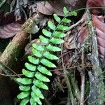 Asplenium cirrhatum Folla