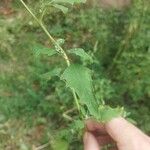 Chenopodium opulifolium Leaf