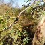 Senegalia burkei Leaf
