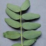 Caragana arborescens List