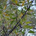 Quercus castaneifolia Листок