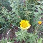 Inula salicina Fiore