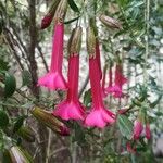 Cantua buxifolia Flower