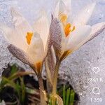 Crocus chrysanthusFlower