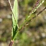 Digitaria ischaemum Fruto