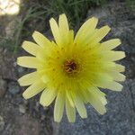 Malacothrix glabrata Flower