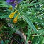 Melampyrum subalpinum Квітка